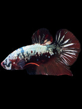 Load image into Gallery viewer, GIANT Male Halfmoon Plakat - Red Koi Copper #1255 - Live Betta Fish (SKIN TAG)

