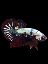 Load image into Gallery viewer, GIANT Male Halfmoon Plakat - Red Koi Copper #1255 - Live Betta Fish (SKIN TAG)

