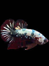 Load image into Gallery viewer, GIANT Male Halfmoon Plakat - Red Koi Copper #1255 - Live Betta Fish (SKIN TAG)
