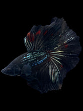Load image into Gallery viewer, Male Halfmoon - Black Copper #1256 - Live Betta Fish
