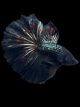 Load image into Gallery viewer, Male Halfmoon - Black Copper #1256 - Live Betta Fish
