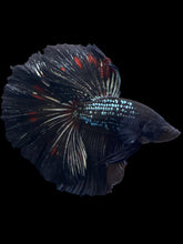 Load image into Gallery viewer, Male Halfmoon - Black Copper #1256 - Live Betta Fish
