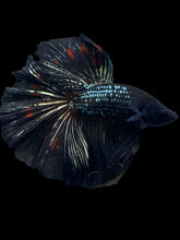 Load image into Gallery viewer, Male Halfmoon - Black Copper #1256 - Live Betta Fish
