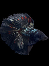 Load image into Gallery viewer, Male Halfmoon - Black Copper #1256 - Live Betta Fish
