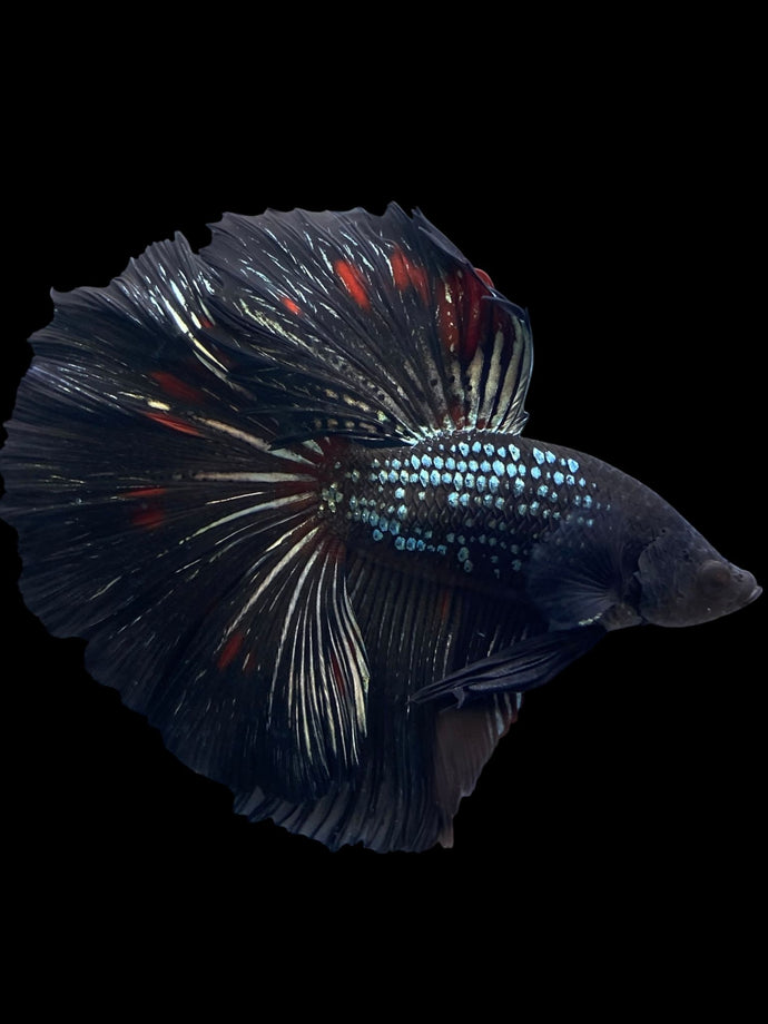 Male Halfmoon - Black Copper #1256 - Live Betta Fish