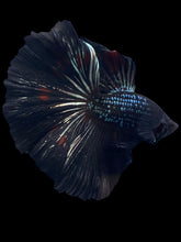 Load image into Gallery viewer, Male Halfmoon - Black Copper #1256 - Live Betta Fish
