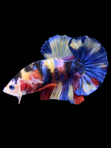 Male Halfmoon Plakat - Multicolor #1257 - Live Betta Fish