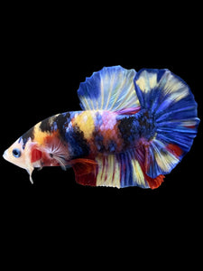 Male Halfmoon Plakat - Multicolor #1257 - Live Betta Fish