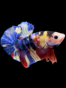 Male Halfmoon Plakat - Multicolor #1257 - Live Betta Fish