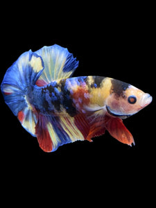 Male Halfmoon Plakat - Multicolor #1257 - Live Betta Fish