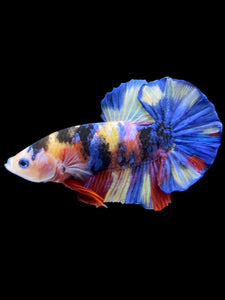 Male Halfmoon Plakat - Multicolor #1257 - Live Betta Fish