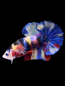 Male Halfmoon Plakat - Multicolor #1257 - Live Betta Fish