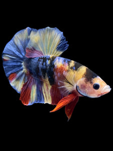 Male Halfmoon Plakat - Multicolor #1257 - Live Betta Fish