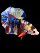 Load image into Gallery viewer, Male Halfmoon Plakat - Multicolor #1257 - Live Betta Fish
