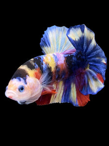 Male Halfmoon Plakat - Multicolor #1257 - Live Betta Fish