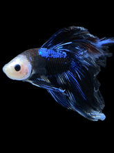 Load image into Gallery viewer, Male Rosetail - Blue Avatar #1258 - Live Betta Fish
