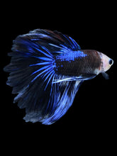 Load image into Gallery viewer, Male Rosetail - Blue Avatar #1258 - Live Betta Fish
