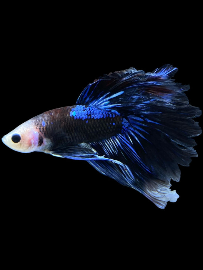 Male Rosetail - Blue Avatar #1258 - Live Betta Fish