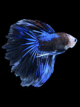 Load image into Gallery viewer, Male Rosetail - Blue Avatar #1258 - Live Betta Fish
