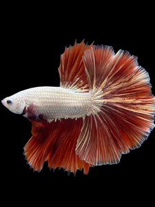 Male Halfmoon - Red Dragon #125 - Live Betta Fish