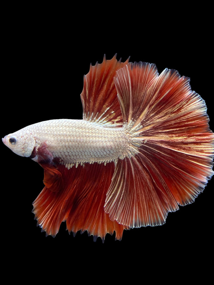 Male Halfmoon - Red Dragon #125 - Live Betta Fish