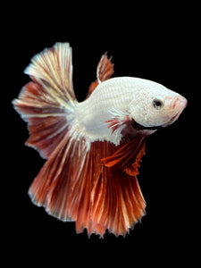 Male Halfmoon - Red Dragon #125 - Live Betta Fish