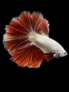 Male Halfmoon - Red Dragon #125 - Live Betta Fish