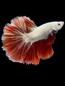 Male Halfmoon - Red Dragon #125 - Live Betta Fish