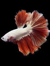 Load image into Gallery viewer, Male Halfmoon - Red Dragon #125 - Live Betta Fish
