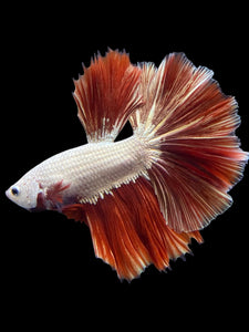 Male Halfmoon - Red Dragon #125 - Live Betta Fish