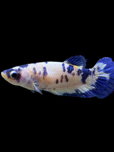 Female Halfmoon Plakat - Blue Cow #126 - Live Betta Fish