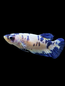 Female Halfmoon Plakat - Blue Cow #126 - Live Betta Fish