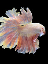 Load image into Gallery viewer, Male Rosetail - Pastel Pink #126 - Live Betta Fish
