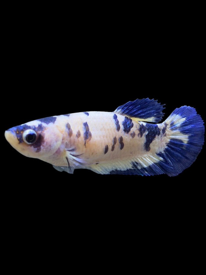 Female Halfmoon Plakat - Blue Cow #126 - Live Betta Fish