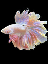 Load image into Gallery viewer, Male Rosetail - Pastel Pink #126 - Live Betta Fish
