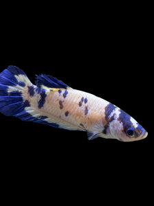 Female Halfmoon Plakat - Blue Cow #126 - Live Betta Fish