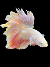 Load image into Gallery viewer, Male Rosetail - Pastel Pink #126 - Live Betta Fish
