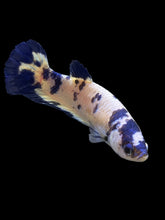 Load image into Gallery viewer, Female Halfmoon Plakat - Blue Cow #126 - Live Betta Fish
