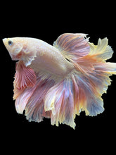 Load image into Gallery viewer, Male Rosetail - Pastel Pink #126 - Live Betta Fish
