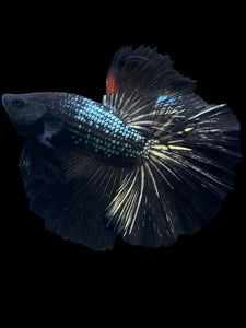 Male Halfmoon - Black Copper #1278 - Live Betta Fish