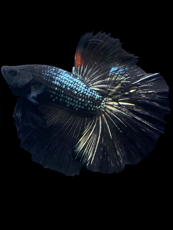 Male Halfmoon - Black Copper #1278 - Live Betta Fish