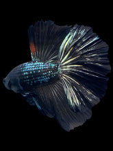 Load image into Gallery viewer, Male Halfmoon - Black Copper #1278 - Live Betta Fish
