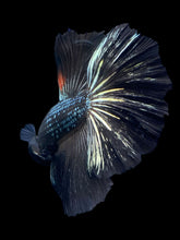 Load image into Gallery viewer, Male Halfmoon - Black Copper #1278 - Live Betta Fish
