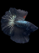 Load image into Gallery viewer, Male Halfmoon - Black Copper #1278 - Live Betta Fish
