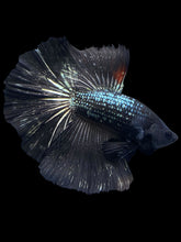 Load image into Gallery viewer, Male Halfmoon - Black Copper #1278 - Live Betta Fish
