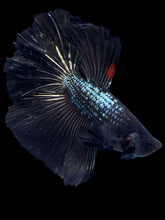 Load image into Gallery viewer, Male Halfmoon - Black Copper #1278 - Live Betta Fish
