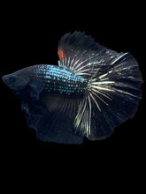 Load image into Gallery viewer, Male Halfmoon - Black Copper #1278 - Live Betta Fish
