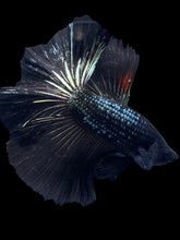Load image into Gallery viewer, Male Halfmoon - Black Copper #1278 - Live Betta Fish
