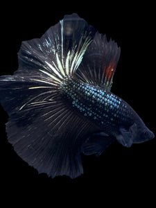 Male Halfmoon - Black Copper #1278 - Live Betta Fish