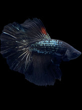 Load image into Gallery viewer, Male Halfmoon - Black Copper #1278 - Live Betta Fish

